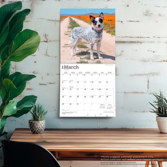 Australian Cattle Dogs | 2026 12 x 24 Inch (Hanging) Monthly Square Wall Calendar | Plastic-Free {5}