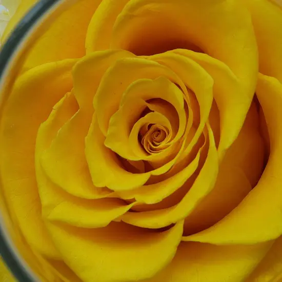 Preserved Real Roses with Colorful Mood Light Wishing Bottle, Eternal Rose， Never Withered Flowers, a Gifts for Women 4.3inch 1pcs (Yellow) {6}