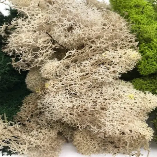 MOSS - Preserved Reindeer MOSS - Dark Green Natural Spring MIX {1}