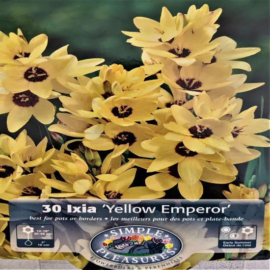 Yellow Emperor African Corn Lily 30 Bulbs - Ixia - 5/+ cm Bulbs {1}