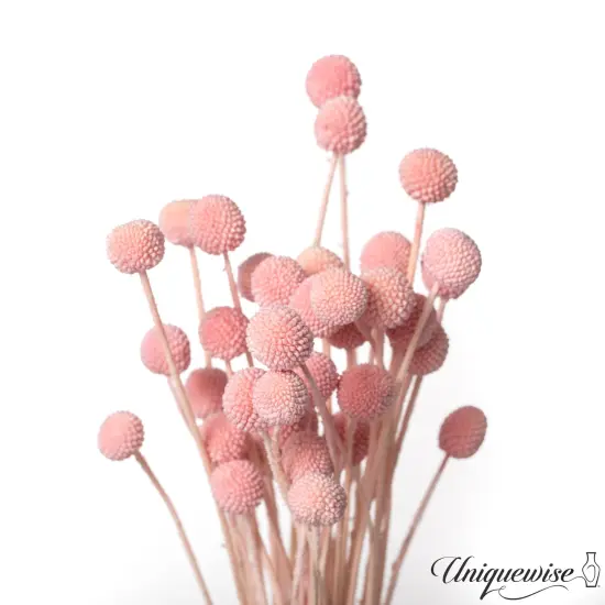 Uniquewise Preserved Real Floral Stems Chic Vase Fillers & Accents for Bouquets Centerpieces & Ornamental Displays Ideal for Home Office Boutique Cafe Resto Bar and Event Decor Pink billy buttons {1}