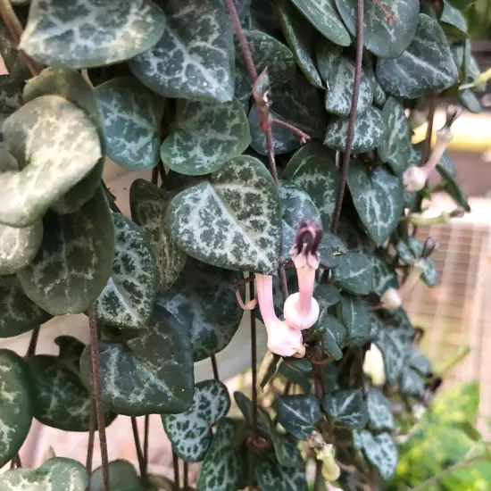 String of Hearts - Hearts Entangled -Ceropegia woodii-2.5" Pot-Collector' Series {3}