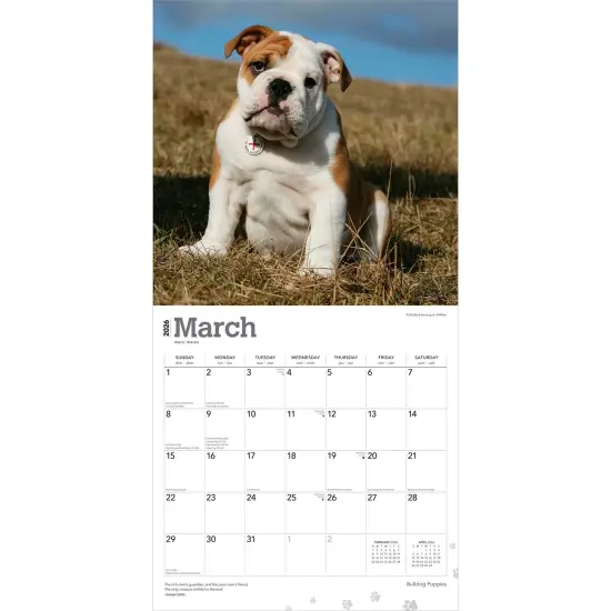 Bulldog Puppies | 2026 12 x 24 Inch (Hanging) Monthly Square Wall Calendar | Plastic-Free {3}