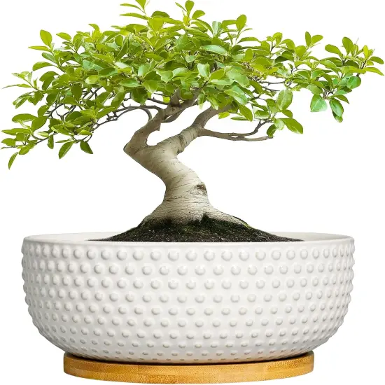 8" Ceramic Bonsai Pot &ndash; Round Indoor Planter with Drainage & Tray for Succulents & Decorative Plants {2}