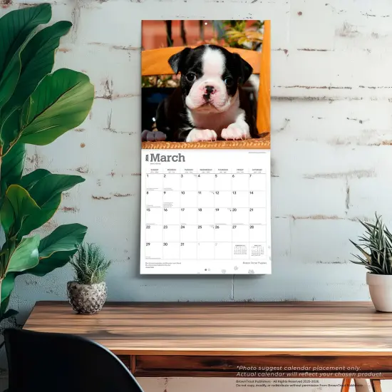 Boston Terrier Puppies | 2026 12 x 24 Inch (Hanging) Monthly Square Wall Calendar | Plastic-Free {5}