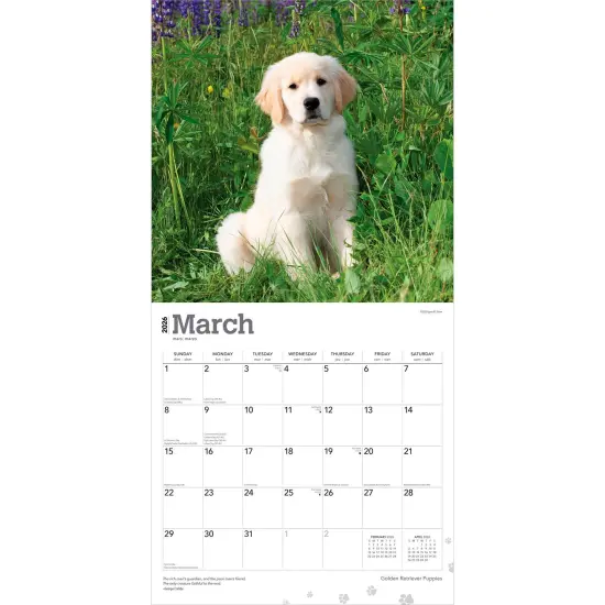 Golden Retriever Puppies | 2026 12 x 24 Inch (Hanging) Monthly Square Wall Calendar | Plastic-Free {3}