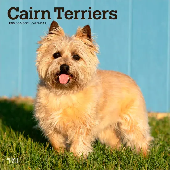 Cairn Terriers | 2026 12 x 24 Inch (Hanging) Monthly Square Wall Calendar | Plastic-Free {1}