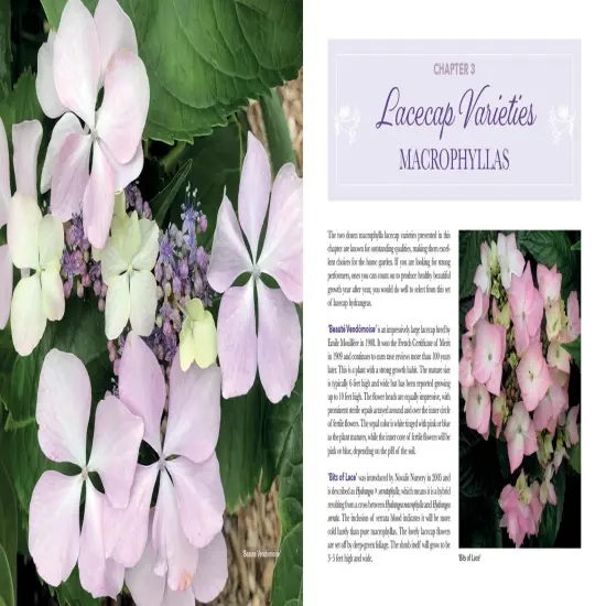 Lovely Lacecap Hydrangeas: Elegant Accents for the Home Garden {4}