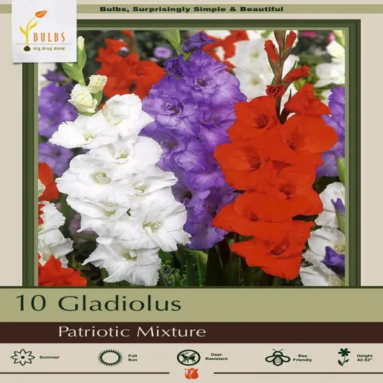 Patriotic Mix Large Flowering Gladiolus - 10 Bulbs 12/14cm {1}