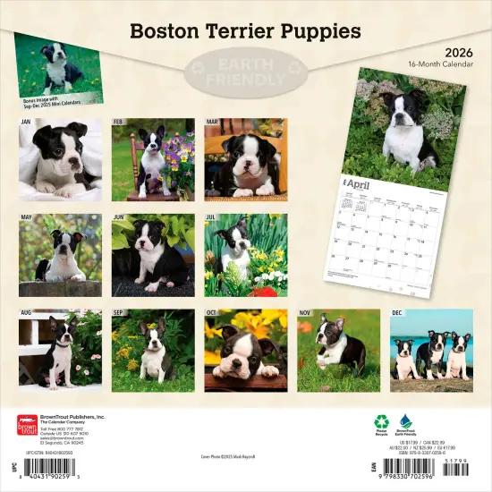 Boston Terrier Puppies | 2026 12 x 24 Inch (Hanging) Monthly Square Wall Calendar | Plastic-Free {2}