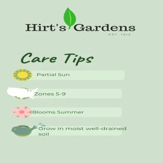 George Davidson Crocosmia - 5 Bulbs 8/10 cm - Very Hardy {3}