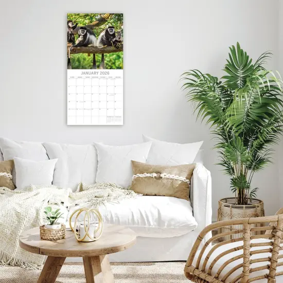 The Gifted Stationary 2026 Square Wall Calendar, Monkeys in Natural Habitat 16-Month Animals Theme Hanging Calendar with 180 Reminder Stickers, Month Planner for Creative Spaces, 12x12 In Multicolor {2}