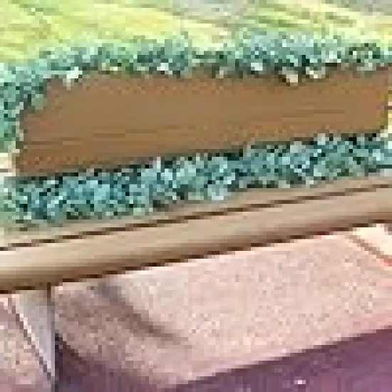 Silver Dollar Eucalyptus Leaves Hanging Vines {4}