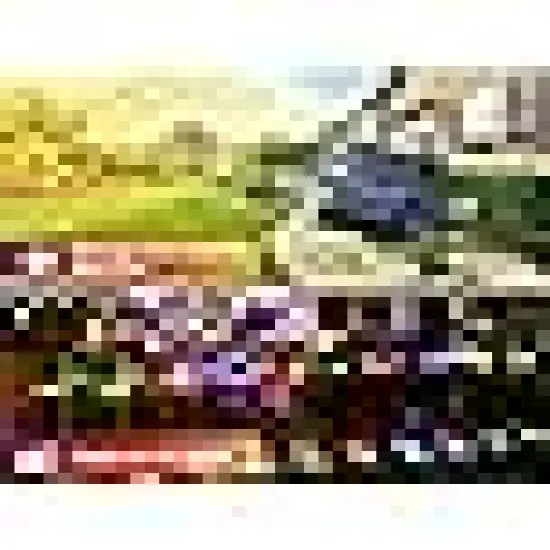 Solar Christmas Fairy Lights Outside {5}