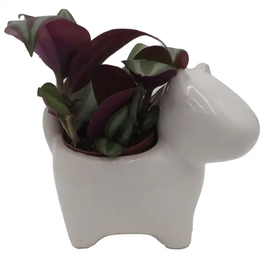 Dog Ceramic Planter with Surprise Terrarium Plant -3" Pot {1}