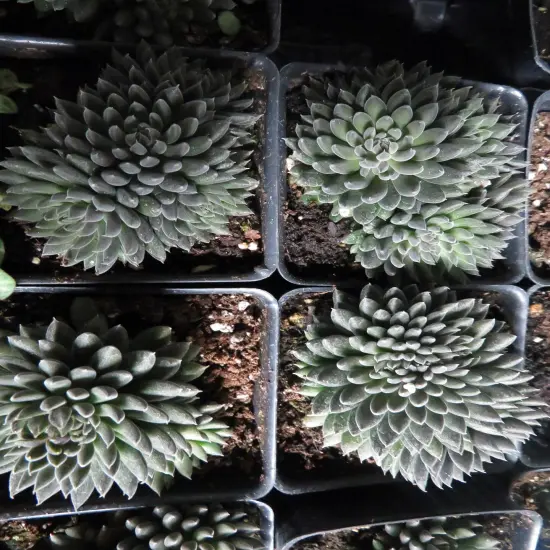 Crested Sedum- 2.5" Pot {4}