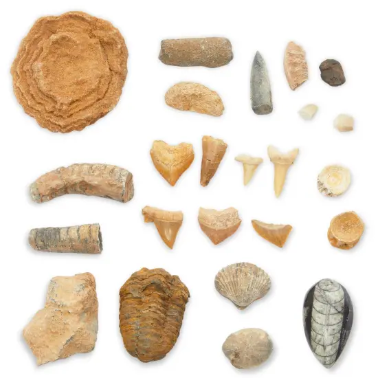 Dinosaur Bone Replica Dig Site Kit with Educational Cards for Kids (15 Species) Brown {6}