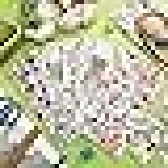 Patchwork Precuts Bundle Multicolor Supplies for Holiday DIY Sewing Craft {4}