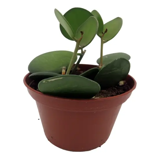 String of Coins - Xerosicyos Danguyi - 2.5" Pot {4}