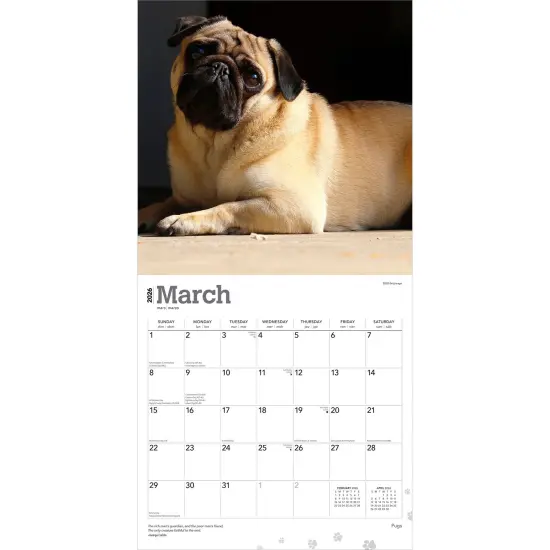 Pugs | 2026 12 x 24 Inch (Hanging) Monthly Square Wall Calendar | Plastic-Free {3}