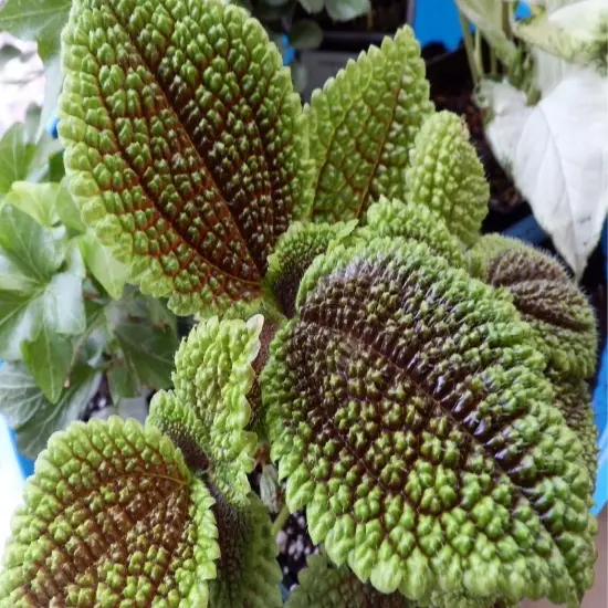 Moon Valley Plant - Pilea mollis - Vibrant & Unique Houseplant - 2" Pot {6}