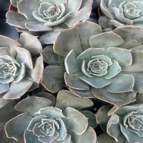 Truffles Succulent Plant - Echeveria shavianna - 2.5" Pot {5}