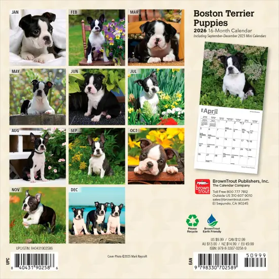 Boston Terrier Puppies | 2026 7 x 14 Inch (Hanging) Monthly Mini Wall Calendar {2}