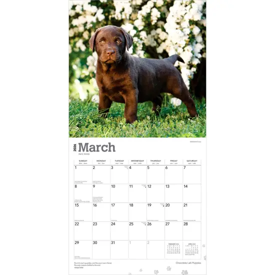 Chocolate Labrador Retriever Puppies | 2026 12 x 24 Inch (Hanging) Monthly Square Wall Calendar | Plastic-Free {3}