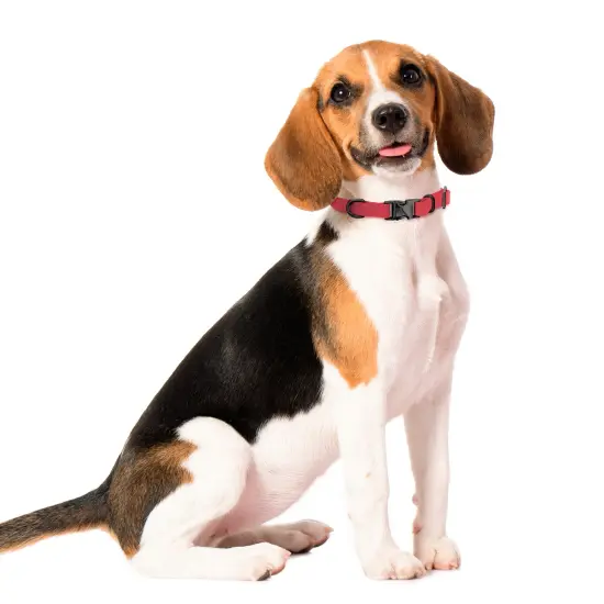 MiMu Small Silicone Dog Collar - Pink 17in Stylish Dog Collar with Clasp Buckle {7}