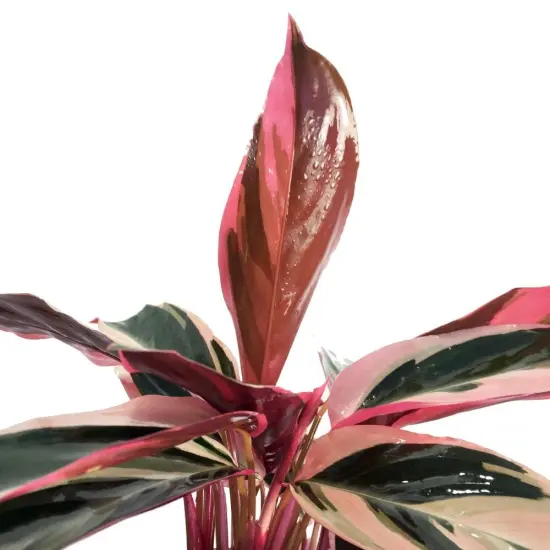 Tricolor Prayer Plant - Stromanthe triostar -4" Clay Pot - Live Plant {4}