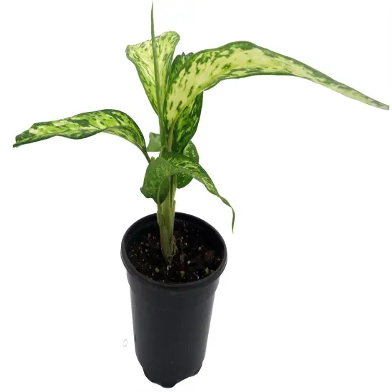 Starbright Dieffenbachia Plant-4" Pot {5}