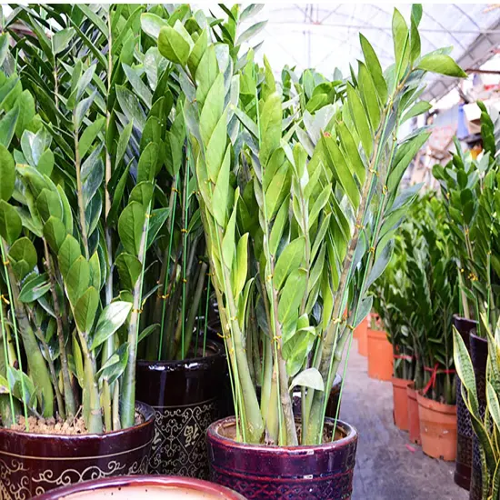 18 Gauge Green Floral Stem Wire for Artificial Flower Making 16 inch,50/Package {2}