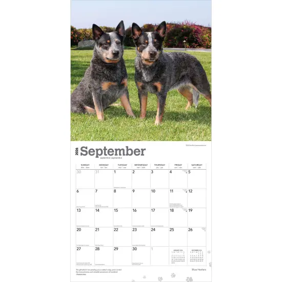 Blue Heelers | 2026 12 x 24 Inch (Hanging) Monthly Square Wall Calendar | Plastic-Free {4}