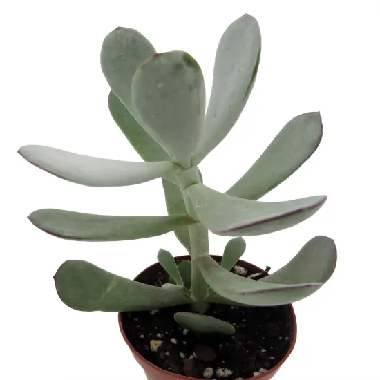 Pig's Ear Succulent Plant -Cotyledon Orbiculata - 2" Pot {5}