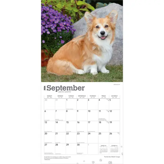 Pembroke Welsh Corgis | 2026 12 x 24 Inch (Hanging) Monthly Square Wall Calendar | Plastic-Free {4}
