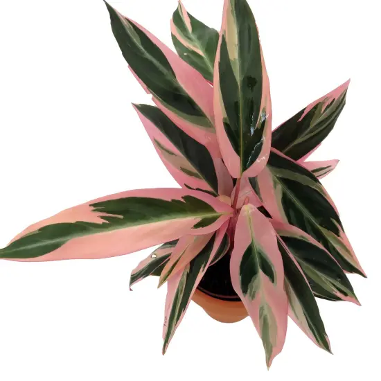 Tricolor Prayer Plant - Stromanthe triostar -4" Clay Pot - Live Plant {3}