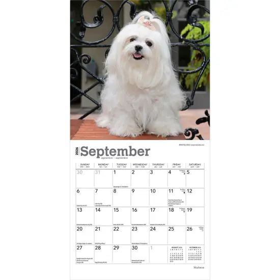 Maltese | 2026 7 x 14 Inch (Hanging) Monthly Mini Wall Calendar {4}