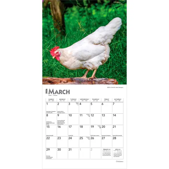 Chickens | 2026 7 x 14 Inch (Hanging) Monthly Mini Wall Calendar {3}