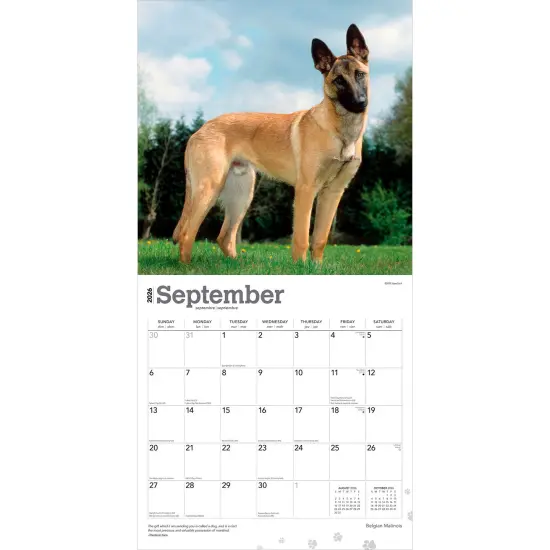 Belgian Malinois | 2026 12 x 24 Inch (Hanging) Monthly Square Wall Calendar | Plastic-Free {4}