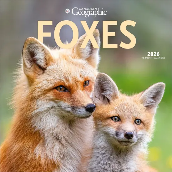 Canadian Geographic Foxes OFFICIAL | 2026 12 x 24 Inch (Hanging) Monthly Square Wall Calendar {1}