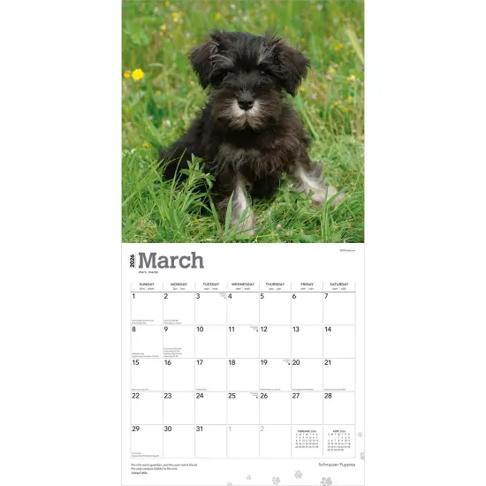 Schnauzer Puppies | 2026 12 x 24 Inch (Hanging) Monthly Square Wall Calendar | Plastic-Free {3}