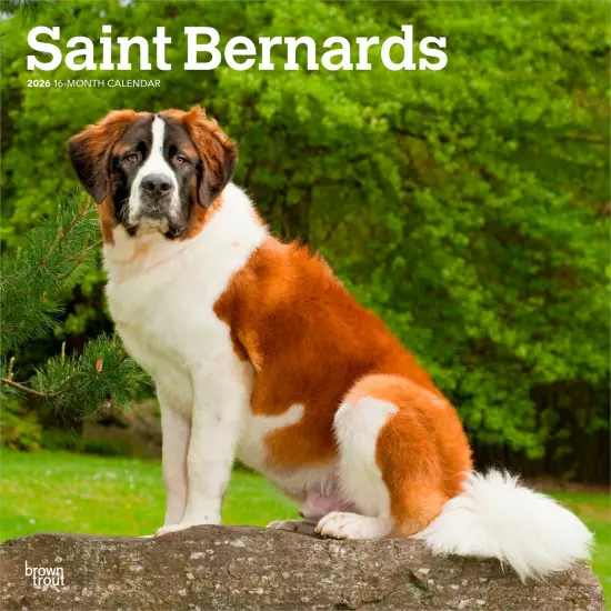 Saint Bernards | 2026 12 x 24 Inch (Hanging) Monthly Square Wall Calendar | Plastic-Free {1}