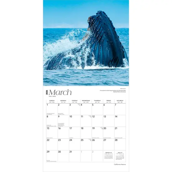 California Nature | 2026 12 x 24 Inch (Hanging) Monthly Square Wall Calendar | Plastic-Free {3}