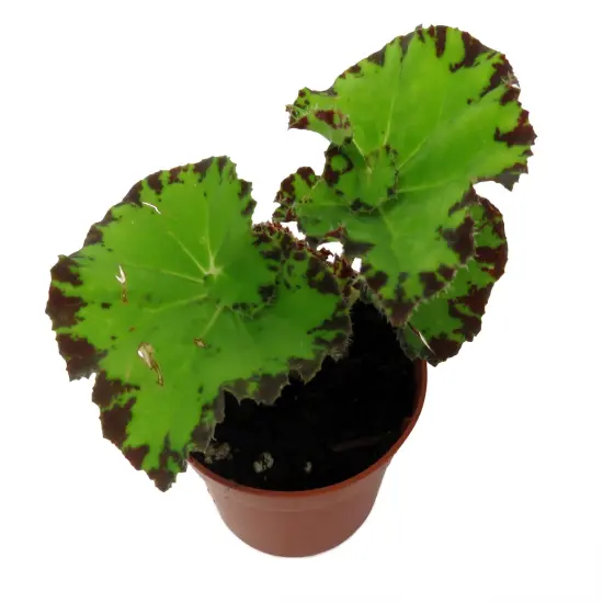 Baby Dress Begonia Plant - 2.5" Pot - Terrarium/Fairy Garden/HousePlant {5}