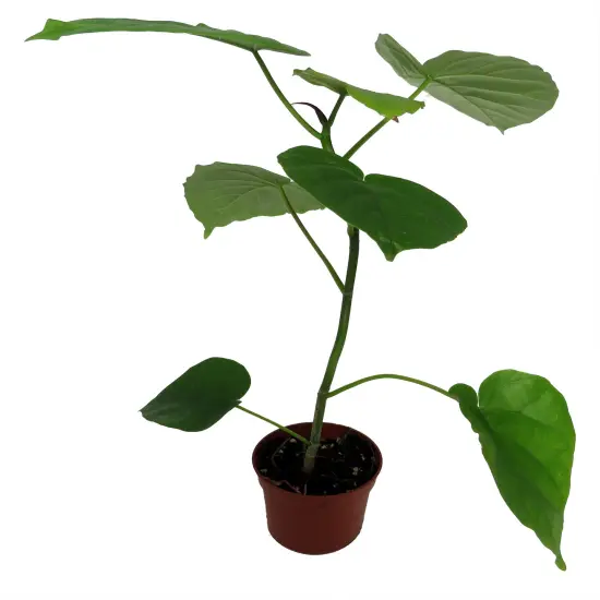 Sweetheart Ficus - Ficus Natarensus - 2.5" Pot - Easy House Plant {5}