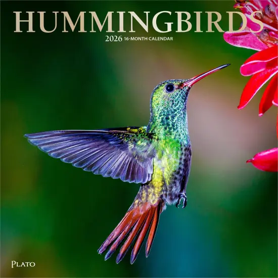 Hummingbirds | 2026 12 x 24 Inch (Hanging) Monthly Square Wall Calendar | Foil Stamped Cover {1}