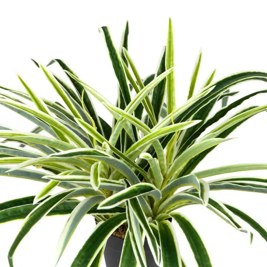 Northlight Artificial Two Toned Potted Spider Plant - 13" Green {7}