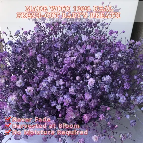 Dried-Flowers-Babys-Breath-Bouquet-17.2 inch 2500+ Flowers, Natural Gypsophila Branches for Home Decor, Wedding, Table Decor, DIY Wreath Floral, Dry Flowers Bulk for Vase (Purple) {2}