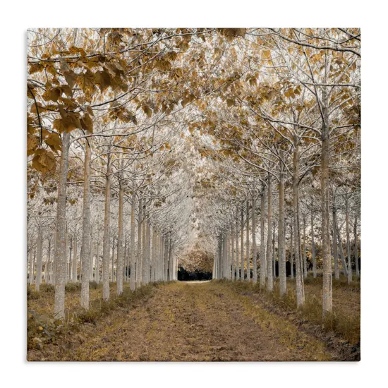 Stupell Industries White Gold Birch Grove Canvas, design by Assaf Frank {1}