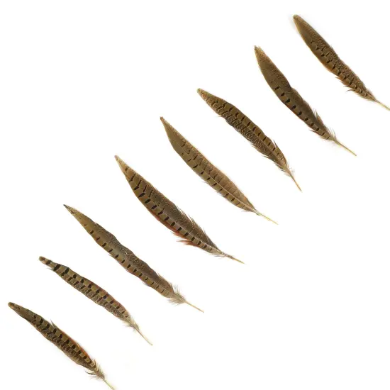 Zucker Ringneck Pheasant Tails 8"-10" 10/Pkg-Natural {3}
